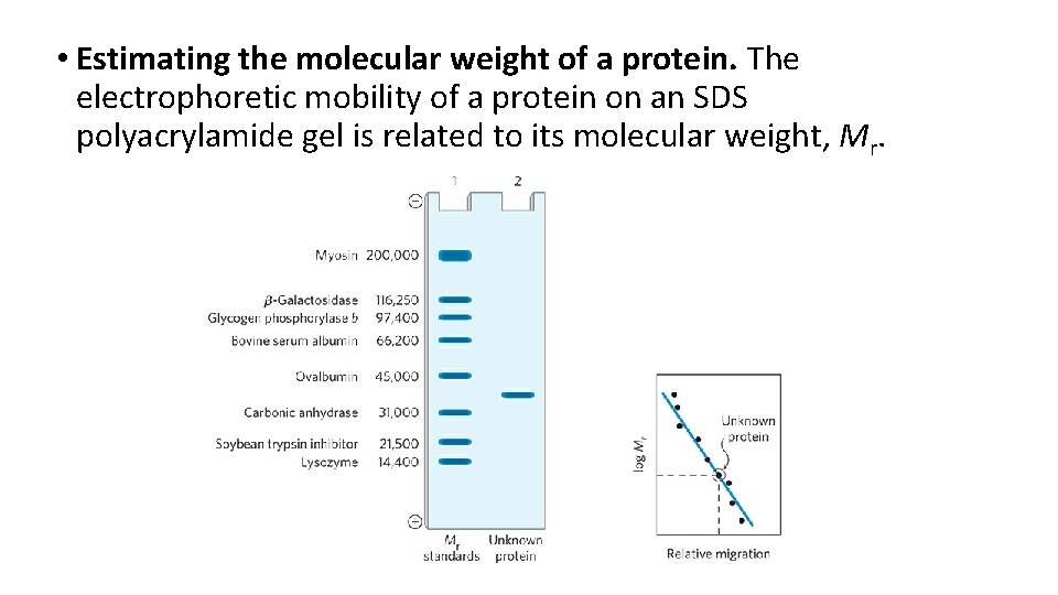  • Estimating the molecular weight of a protein. The electrophoretic mobility of a