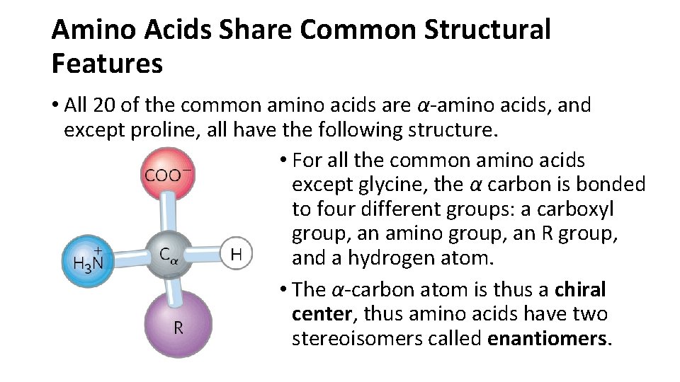 Amino Acids Share Common Structural Features • All 20 of the common amino acids