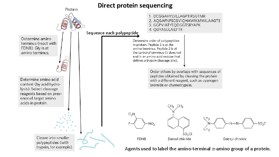 Direct protein sequencing Sequence each polypeptide Agents used to label the amino-terminal α-amino group