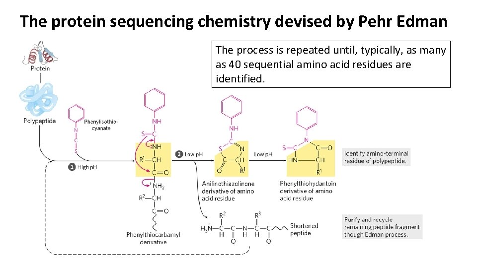 The protein sequencing chemistry devised by Pehr Edman The process is repeated until, typically,