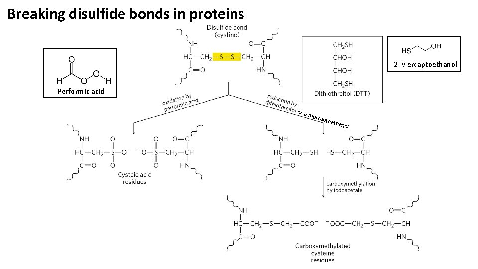 Breaking disulfide bonds in proteins 2 -Mercaptoethanol Performic acid or 2 - merc apto