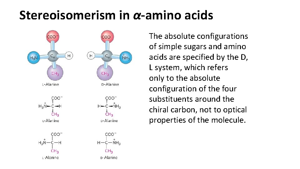Stereoisomerism in α-amino acids The absolute configurations of simple sugars and amino acids are