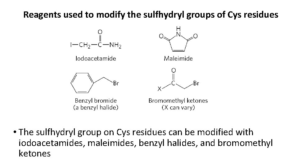  Reagents used to modify the sulfhydryl groups of Cys residues • The sulfhydryl
