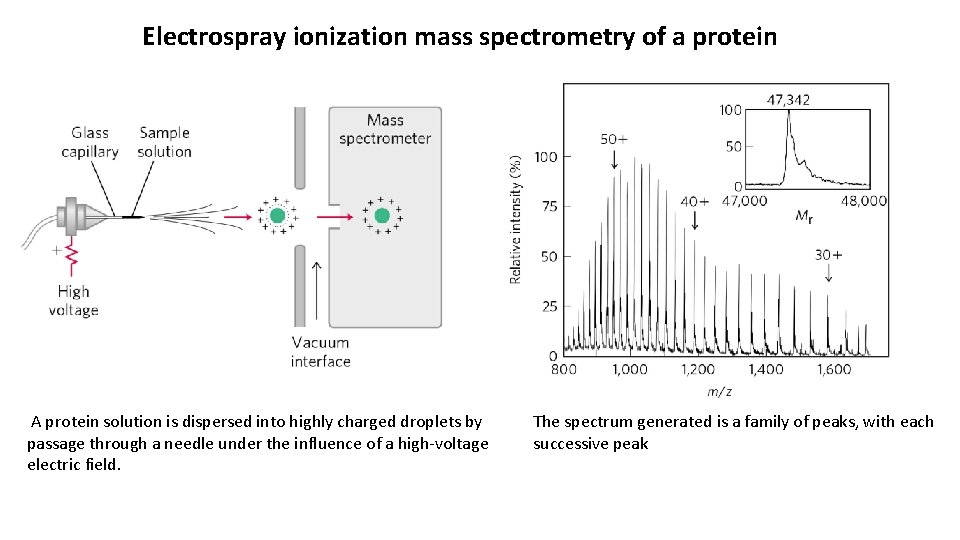 Electrospray ionization mass spectrometry of a protein A protein solution is dispersed into highly
