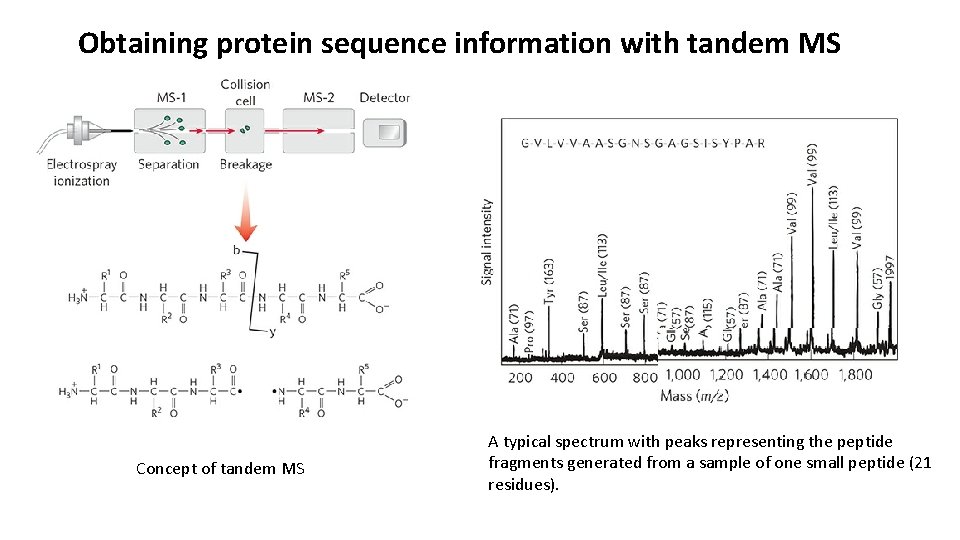 Obtaining protein sequence information with tandem MS Concept of tandem MS A typical spectrum