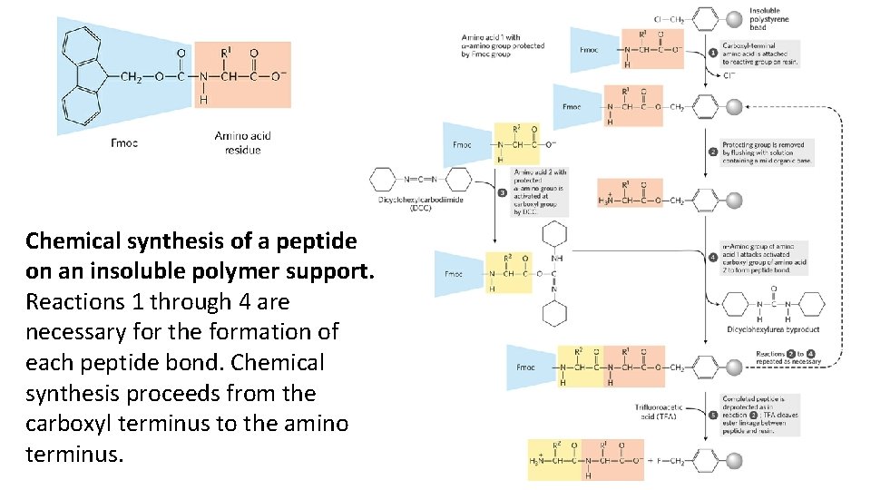 Chemical synthesis of a peptide on an insoluble polymer support. Reactions 1 through 4