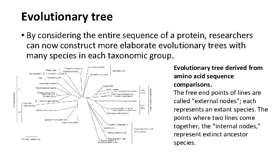 Evolutionary tree • By considering the entire sequence of a protein, researchers can now
