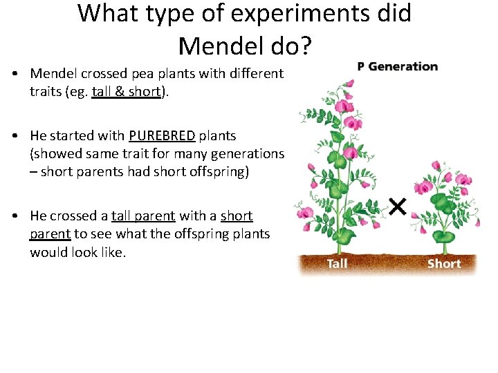 What type of experiments did Mendel do? • Mendel crossed pea plants with different