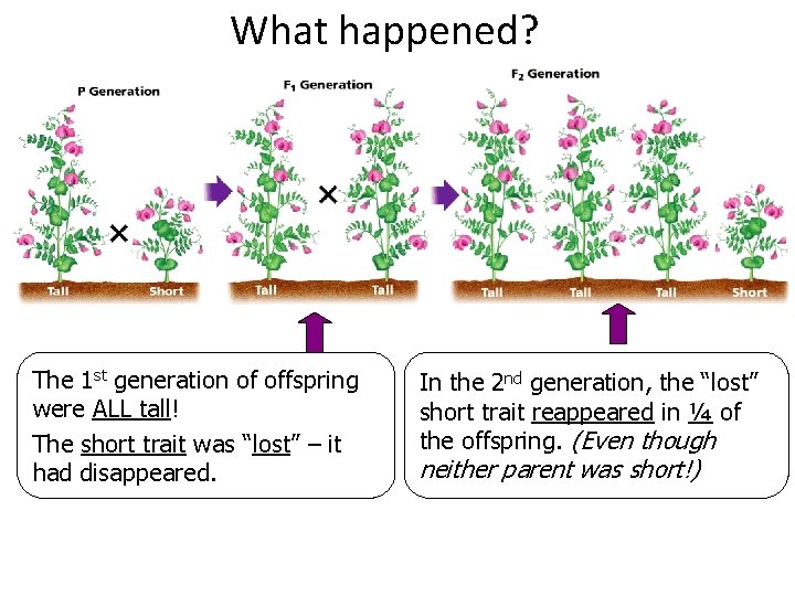 What happened? The 1 st generation of offspring were ALL tall! The short trait