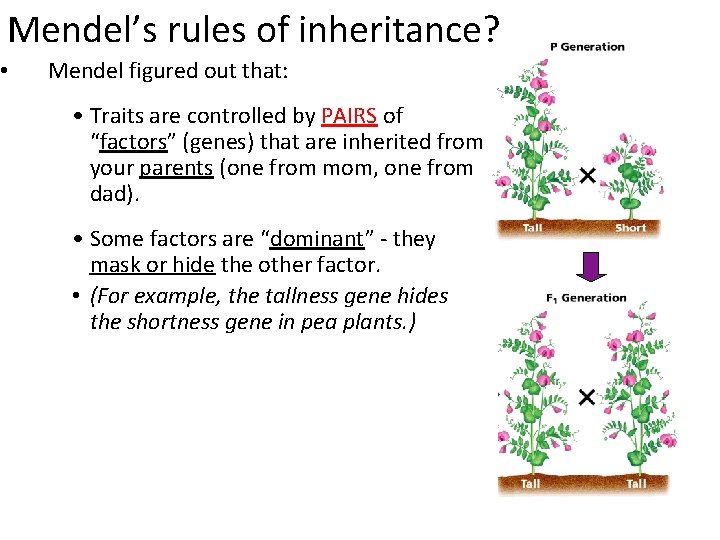 Mendel’s rules of inheritance? • Mendel figured out that: • Traits are controlled by