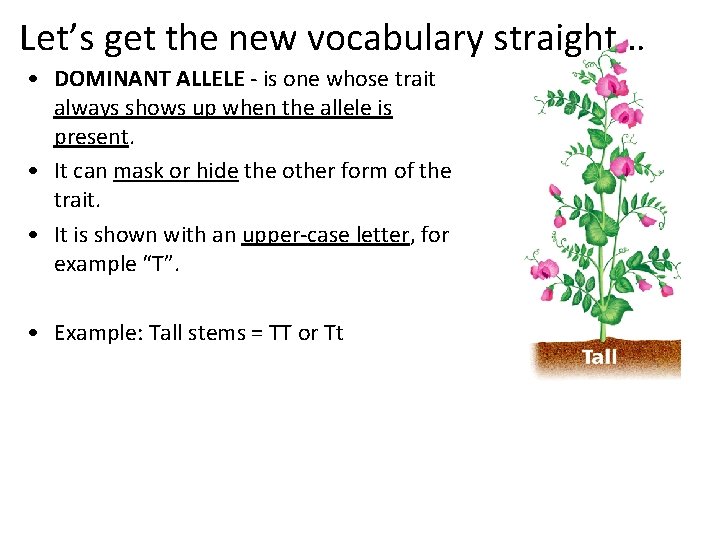Let’s get the new vocabulary straight… • DOMINANT ALLELE - is one whose trait