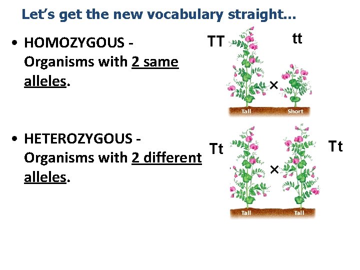 Let’s get the new vocabulary straight… • HOMOZYGOUS Organisms with 2 same alleles. TT
