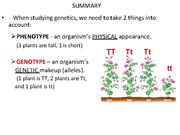 SUMMARY • When studying genetics, we need to take 2 things into account: Ø