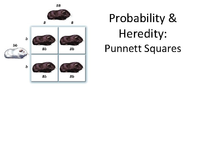 Probability & Heredity: Punnett Squares 