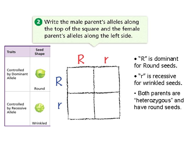  • “R” is dominant for Round seeds. • “r” is recessive for wrinkled