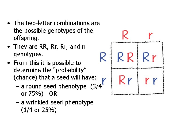  • The two-letter combinations are the possible genotypes of the offspring. • They