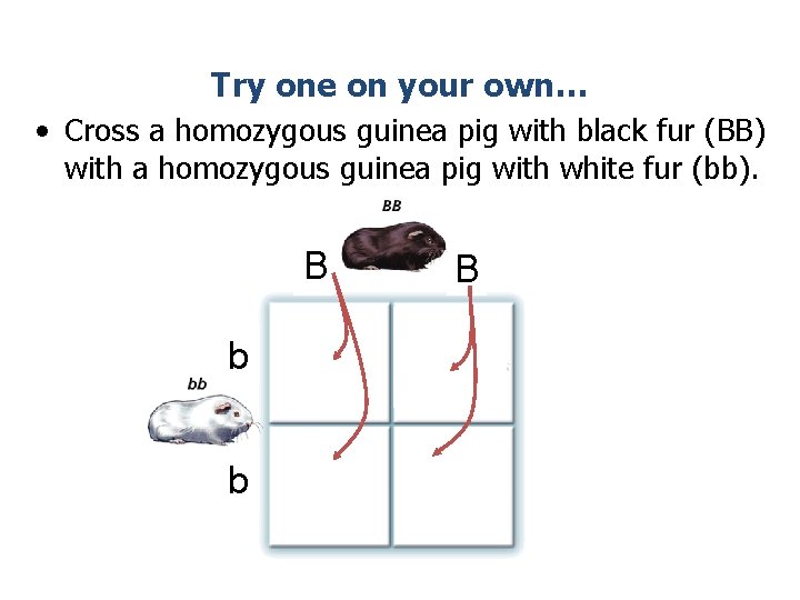 Try one on your own… • Cross a homozygous guinea pig with black fur