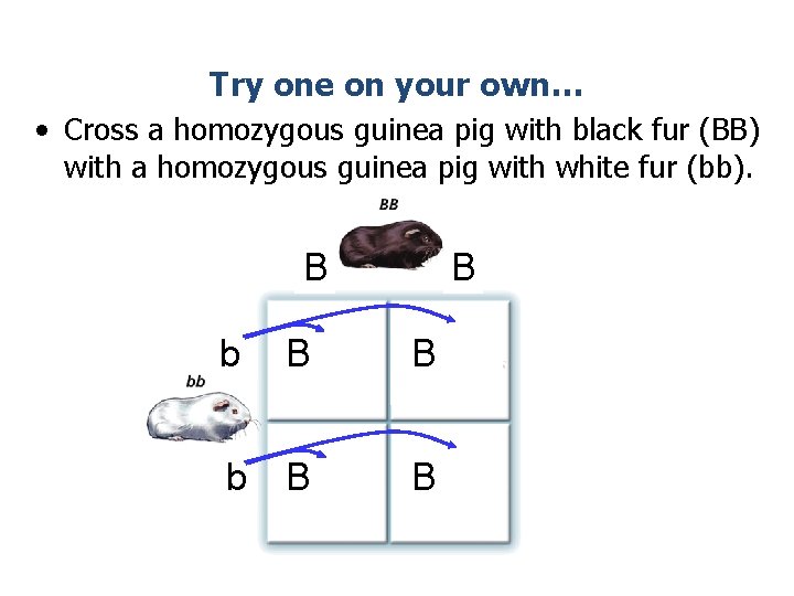 Try one on your own… • Cross a homozygous guinea pig with black fur