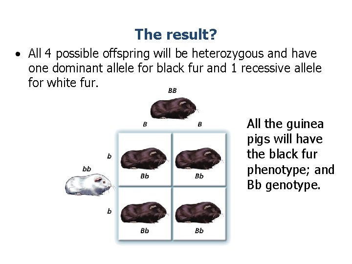 The result? • All 4 possible offspring will be heterozygous and have one dominant