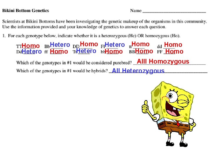 Homo Hetero Homo Homo Alll Homozygous All Heterozygous 