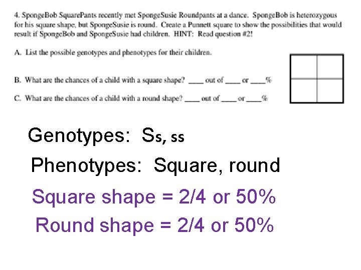 Genotypes: Ss, ss Phenotypes: Square, round Square shape = 2/4 or 50% Round shape