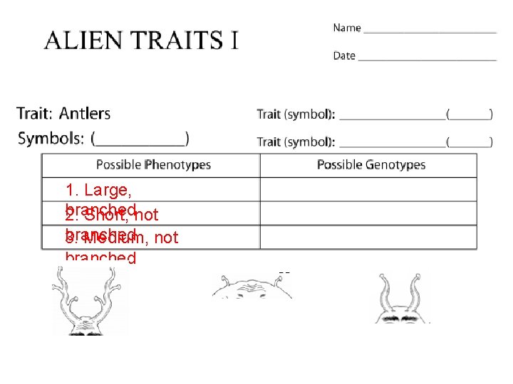 1. Large, branched 2. Short, not branched 3. Medium, not branched 