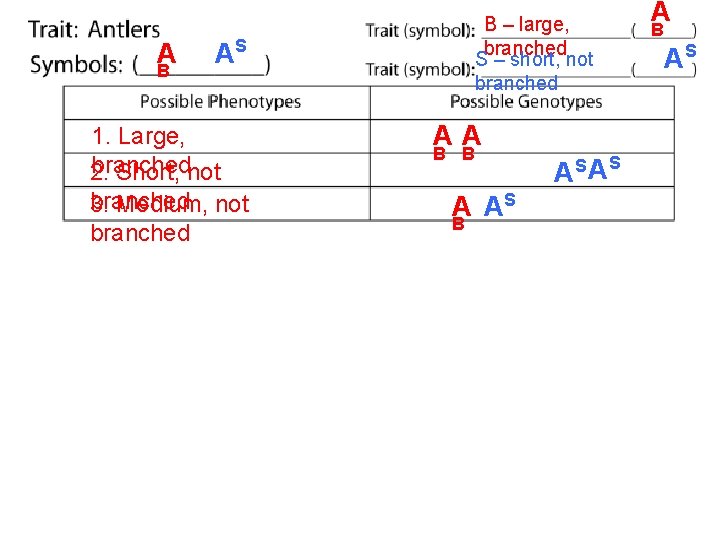 A B B – large, branched S – short, not branched AS 1. Large,