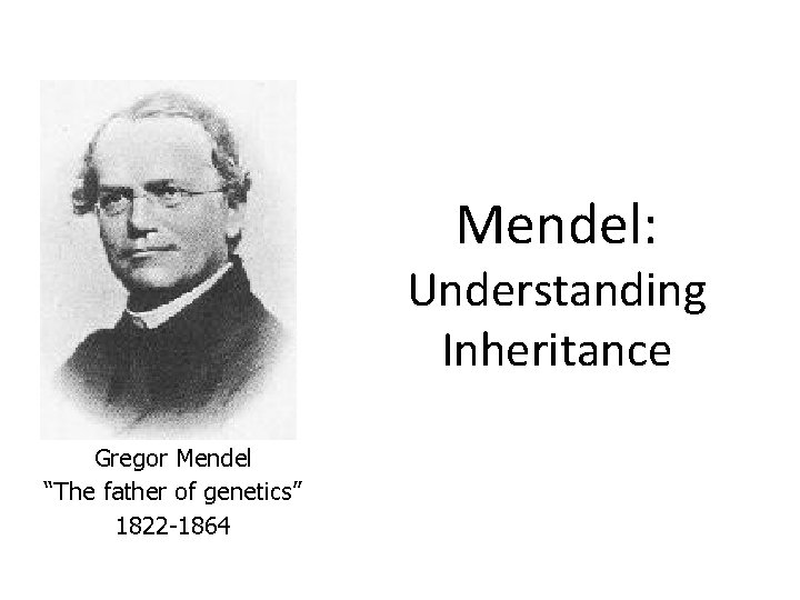 Mendel: Understanding Inheritance Gregor Mendel “The father of genetics” 1822 -1864 