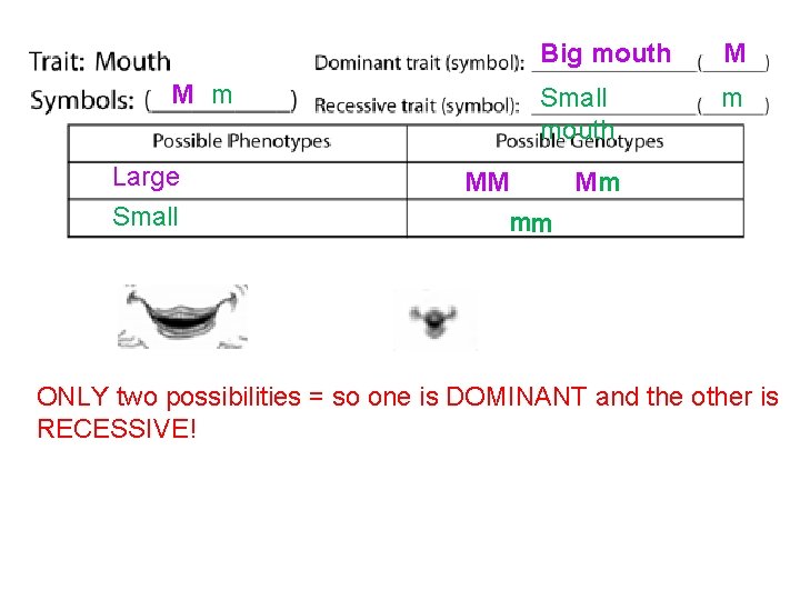 M m Large Small Big mouth M Small mouth m MM Mm mm ONLY