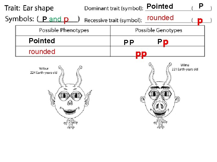 Pointed P rounded p P and p Pointed rounded PP pp Pp 