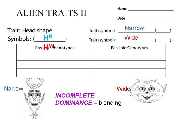 Narrow HN HW Narrow Wide INCOMPLETE DOMINANCE = blending 