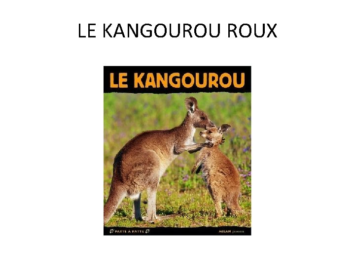 LE KANGOUROU ROUX 