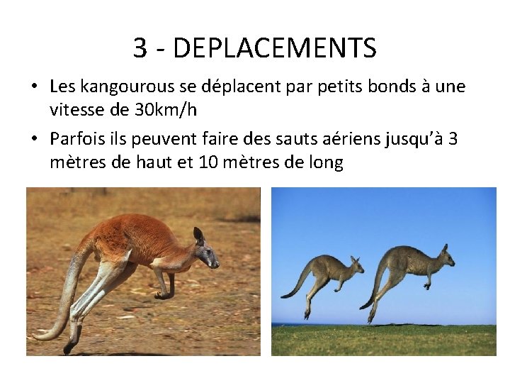 3 - DEPLACEMENTS • Les kangourous se déplacent par petits bonds à une vitesse