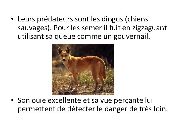 • Leurs prédateurs sont les dingos (chiens sauvages). Pour les semer il fuit