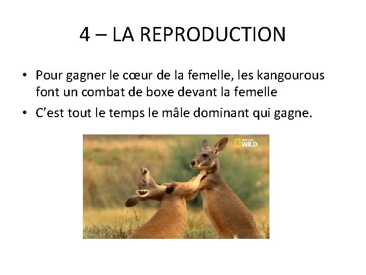 4 – LA REPRODUCTION • Pour gagner le cœur de la femelle, les kangourous