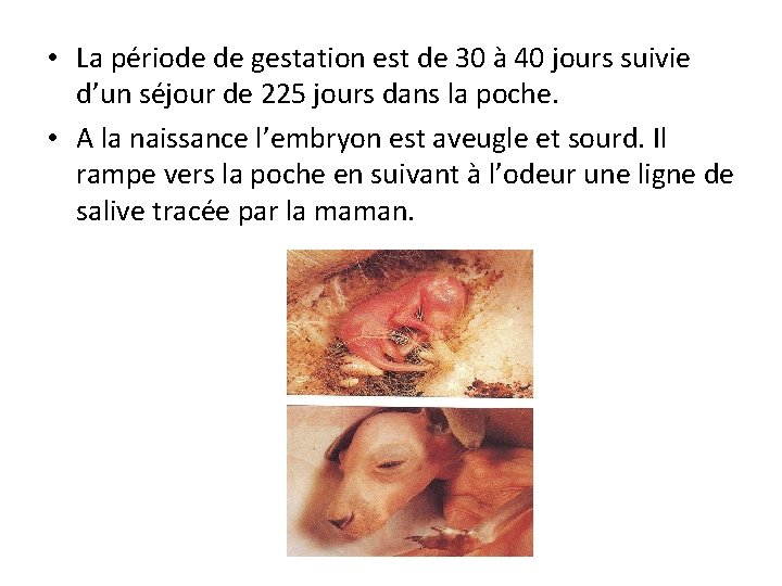  • La période de gestation est de 30 à 40 jours suivie d’un