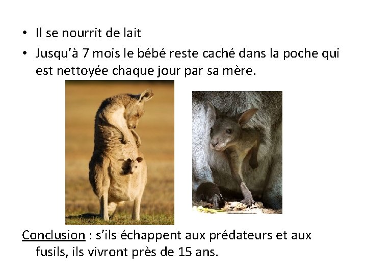  • Il se nourrit de lait • Jusqu’à 7 mois le bébé reste