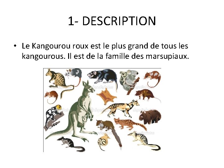 1 - DESCRIPTION • Le Kangourou roux est le plus grand de tous les