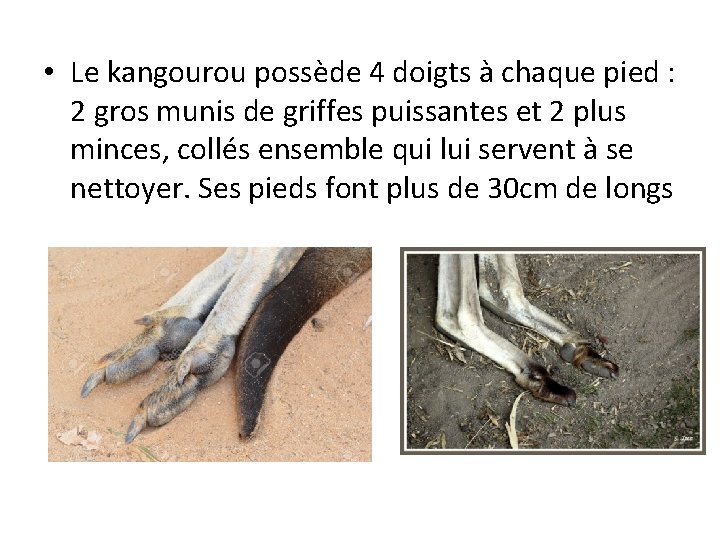  • Le kangourou possède 4 doigts à chaque pied : 2 gros munis