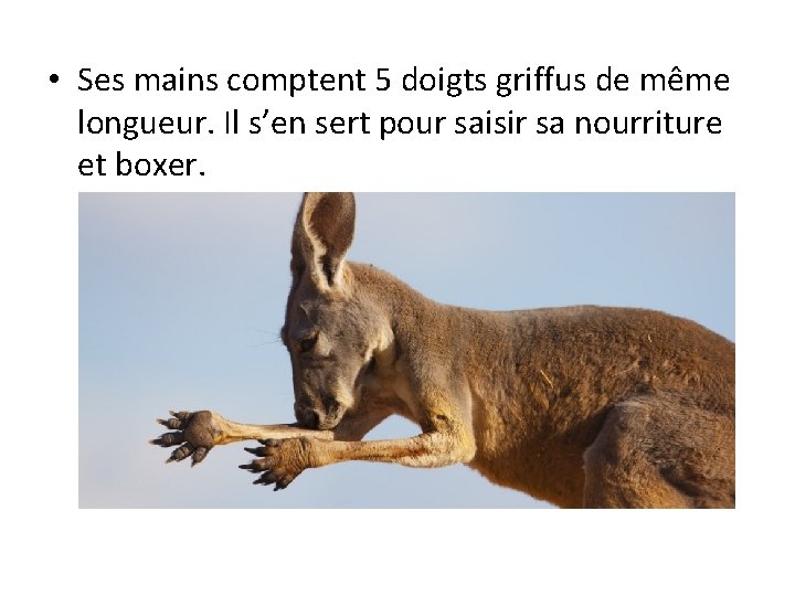  • Ses mains comptent 5 doigts griffus de même longueur. Il s’en sert