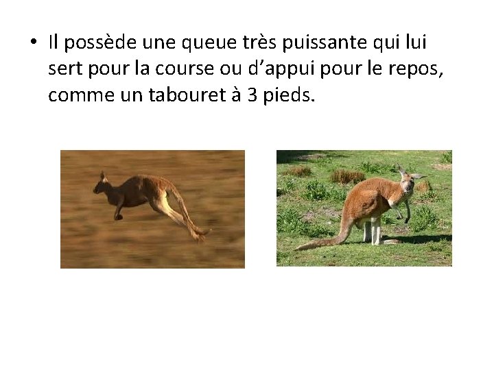  • Il possède une queue très puissante qui lui sert pour la course