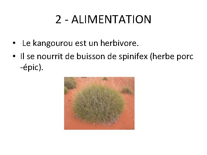 2 - ALIMENTATION • Le kangourou est un herbivore. • Il se nourrit de