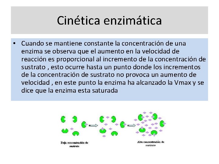 Cinética enzimática • Cuando se mantiene constante la concentración de una enzima se observa