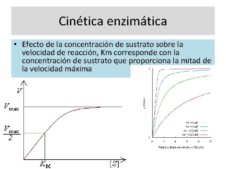 Cinética enzimática • Efecto de la concentración de sustrato sobre la velocidad de reacción,