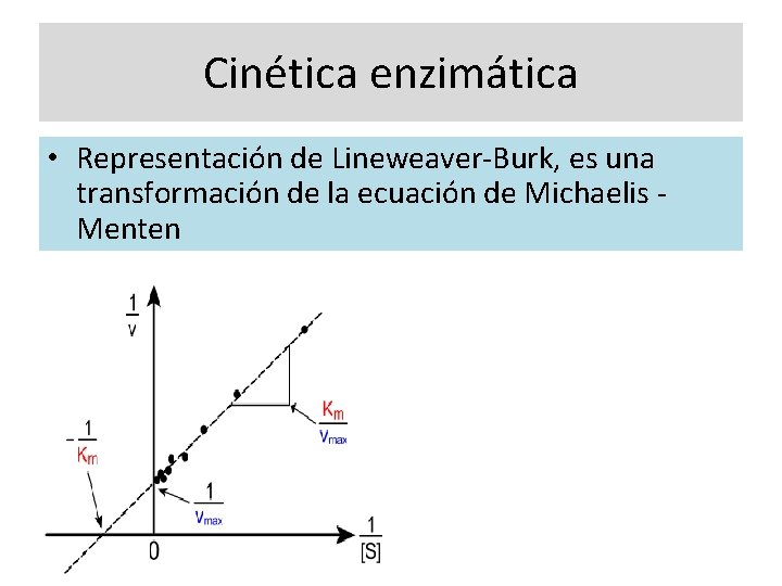 Cinética enzimática • Representación de Lineweaver-Burk, es una transformación de la ecuación de Michaelis