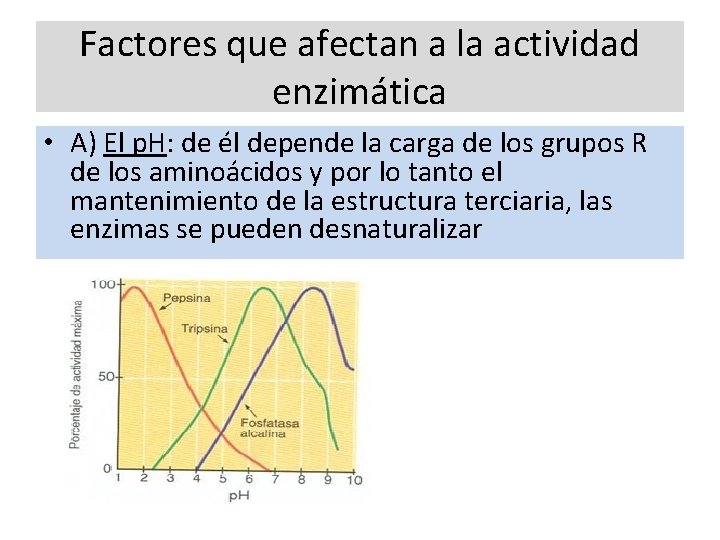 Factores que afectan a la actividad enzimática • A) El p. H: de él