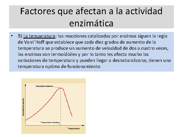 Factores que afectan a la actividad enzimática • B) La temperatura: las reacciones catalizadas