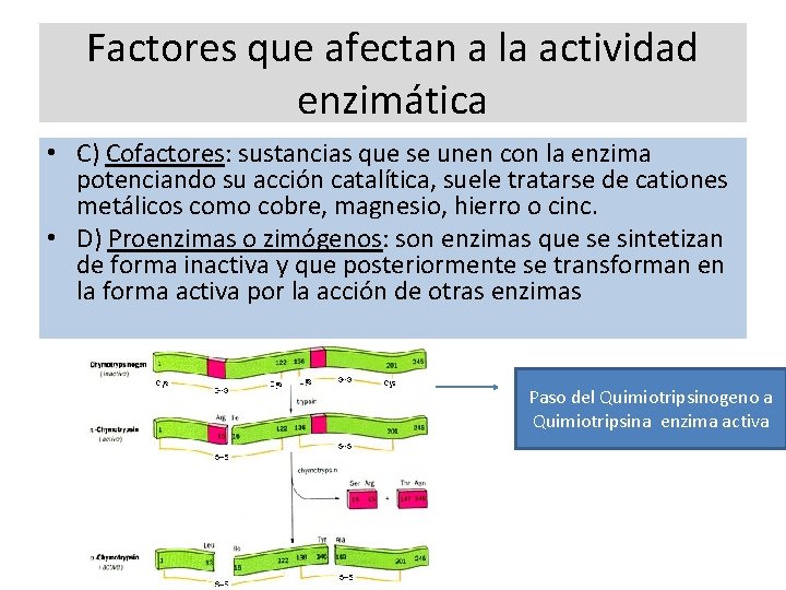 Factores que afectan a la actividad enzimática • C) Cofactores: sustancias que se unen