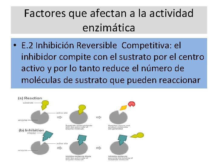 Factores que afectan a la actividad enzimática • E. 2 Inhibición Reversible Competitiva: el