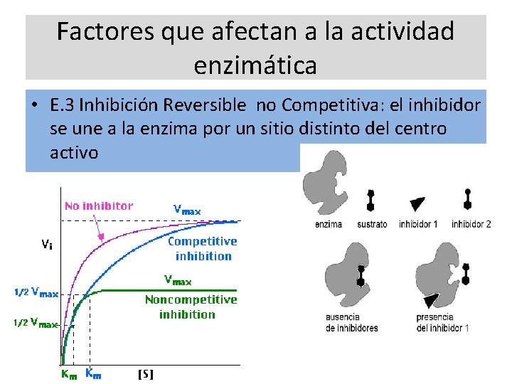 Factores que afectan a la actividad enzimática • E. 3 Inhibición Reversible no Competitiva: